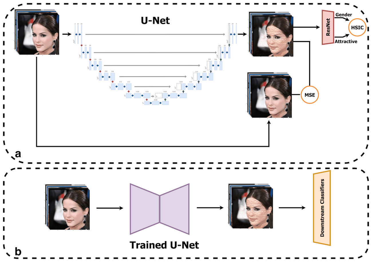 (a) Training: a U-Net reconstructs a batch of images. An MSE loss keeps the output close to the input, and a frozen two-headed ResNet predicts gender and the target attribute so that their statistical dependence (HSIC) can be penalized. (b) Use: the trained U-Net transforms the dataset, and downstream classifiers are trained on the result.